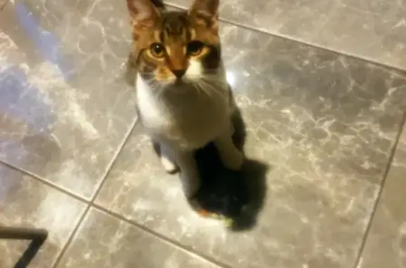 Кошки потеряшки, Санкт-Петербург, фото: Потеряшка кошка на пр. Луначарского, д. 27 кор. 1, Выборгский район