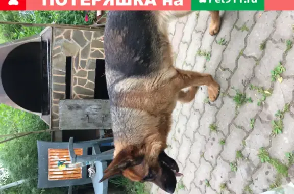 Пропала немецкая овчарка Линда в Анискино, Щелковский район