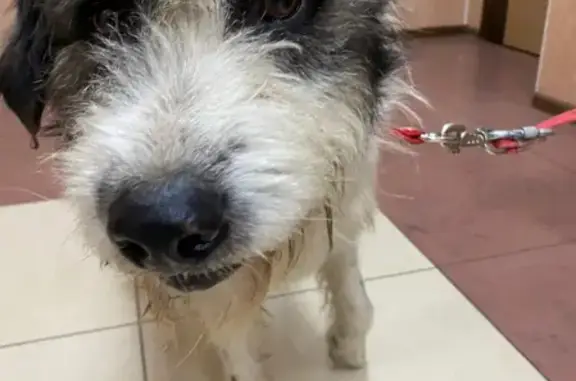 Собаки потеряшки, Чебоксары, фото: Потеряшка собака в Чебоксарах, Красная площадь, 7