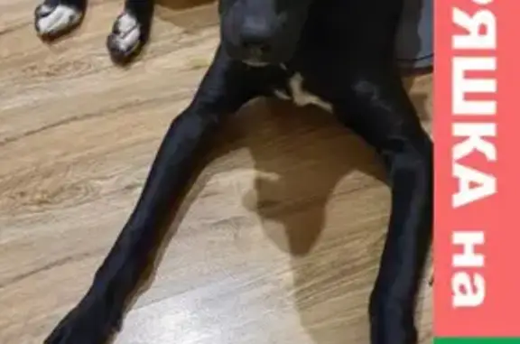 Найдена собака: Чёрный мальчик с белыми носочками на лапках (ул. Трудящихся, 121, Анапа)