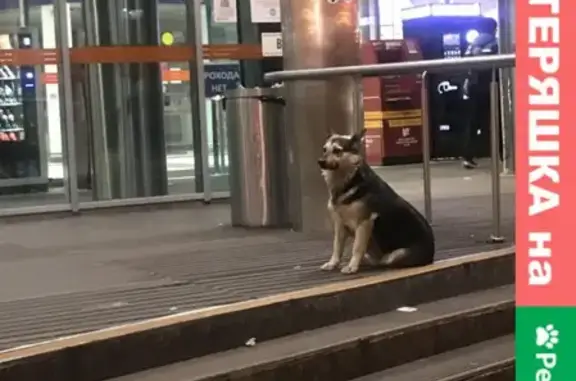 Собака без ошейника возле ТЦ Город на Рязанском проспекте