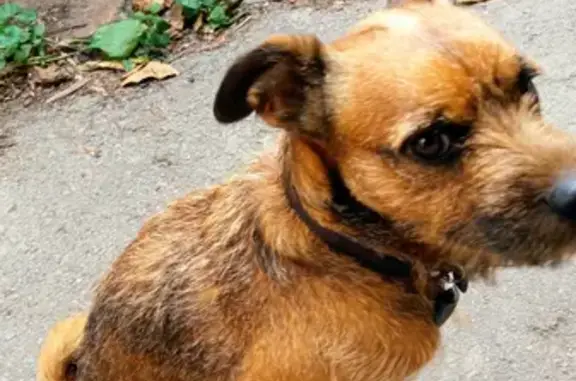 Объявления о пропавших и найденных животных, Ростов-на-Дону, фото: Пропала собака Каштан на пр. Ленина, 92, Ростов-на-Дону