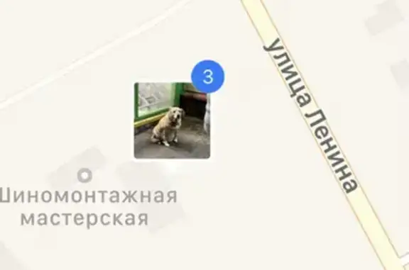 Пожилая домашняя собака найдена у магазина на Ленина, Волоколамск