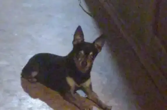 Найдена собака в Липецке на улице Гагарина
