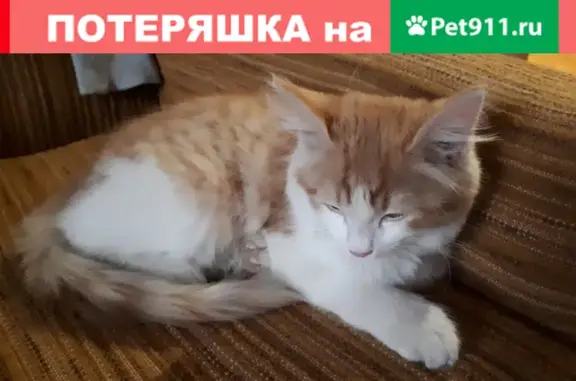 Найдена породистая кошка возле ст.м. Люблино, Москва