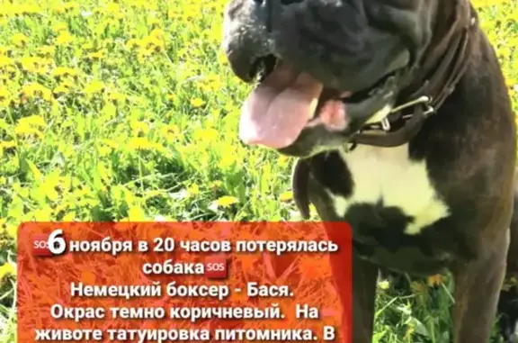 Пропала собака на улице Понтрягина, Москва