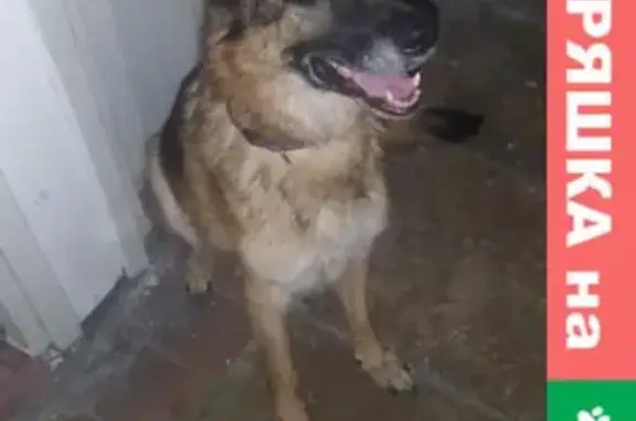 Собака найдена на 8-й Парковой улице, Москва