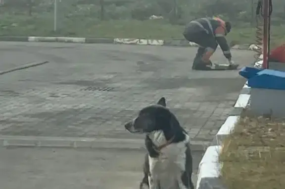 Найдена собака на Каширском шоссе, контактная, ищем хозяина.