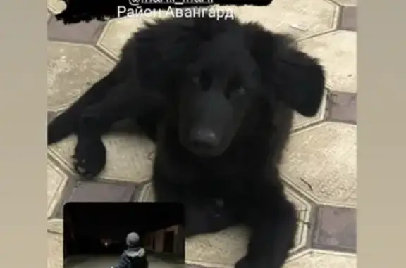 Пропала чёрная собака с зелёным ошейником в Каспийске
