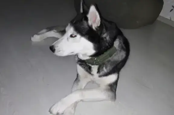 Пропала собака Айза на ул. Ушинского, 7, Батайск