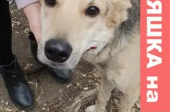 Найдена собака на ул. Молодогвардейцев, Челябинск