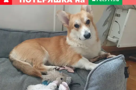 Пропала собака на улице Юности, Москва