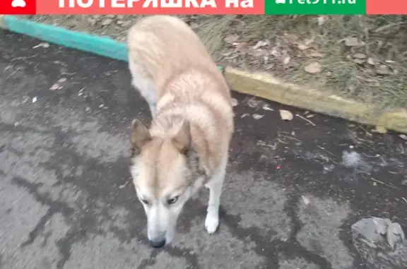 Найдена собака на ул. Свердловской, дом 21