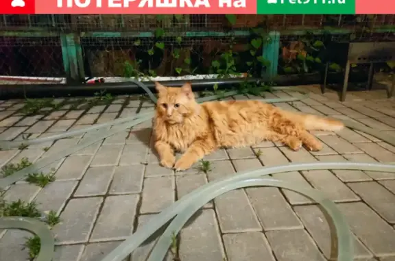 Пропала кошка Жора на ул. Дубовская, 36, Энгельс