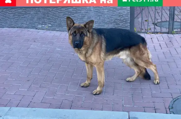 Найдена собака на пр. Стачки, 75 в Ростове
