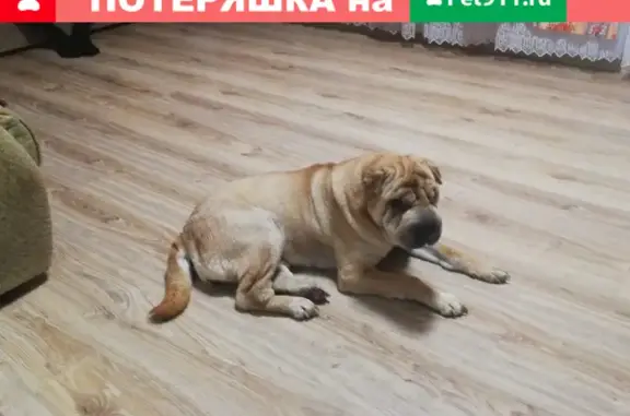 Собака найдена в Альгешево, Чебоксары.