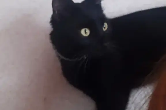 Пропал чёрный кот с серым ошейником на улице Глинной, Перовское сельское поселение