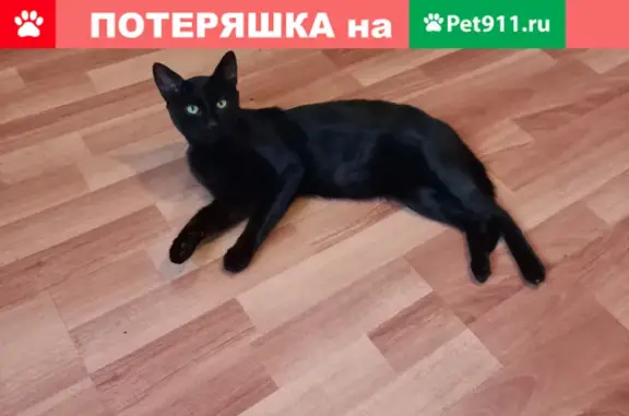 Найден молодой кот на ул. Колпакова, Мытищи