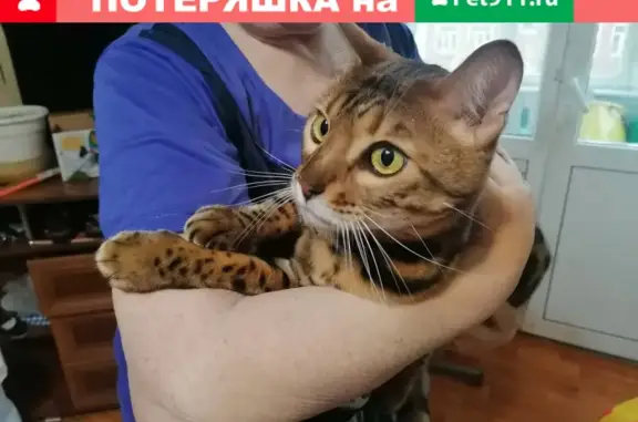 Найдена бенгальская кошка в Москве, Миллионная, д.10