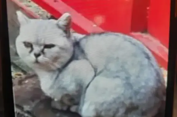 Найдена кошка на ул. Смоленской, Казань