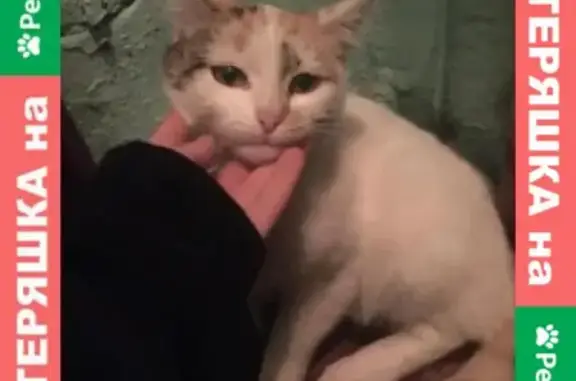 Найдена кошка на Максима Горького, 41