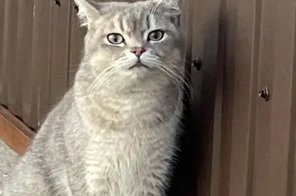 Кошки потеряшки, Тольятти, фото: Потеряшка серо-золотой кот в Тольятти на Украинской