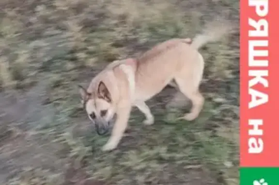 Найден молодой пёс под ёлкой на Рыбхозном шоссе