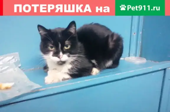 Голодная кошка на Звёздной улице в СПб