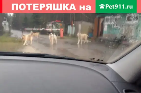 Найдена собака в СНТ Леноблстрой, Лен.обл., прибежали 4 молодых алабая