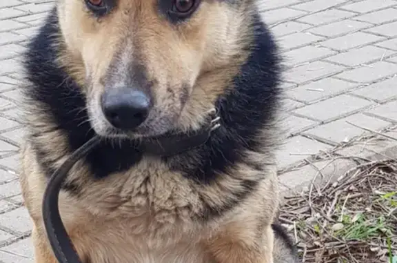 Найдена собака на Измайловском проспекте