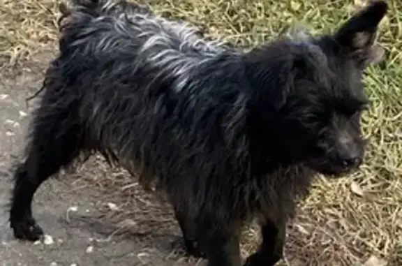 Найдена собака в Марьино, Электроугли