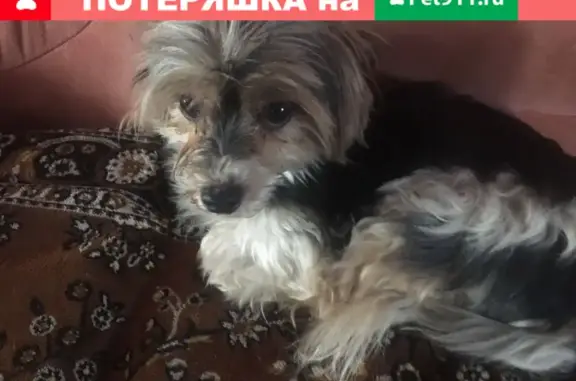 Найдена собака на Манежной улице, Москва