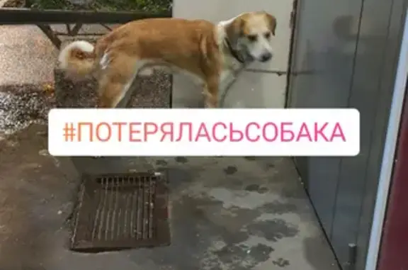 Собака на ул. Стройковской, 6, Москва.