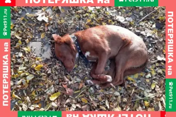 Собака найдена на ул. 70 лет Октября 14 в Краснодаре