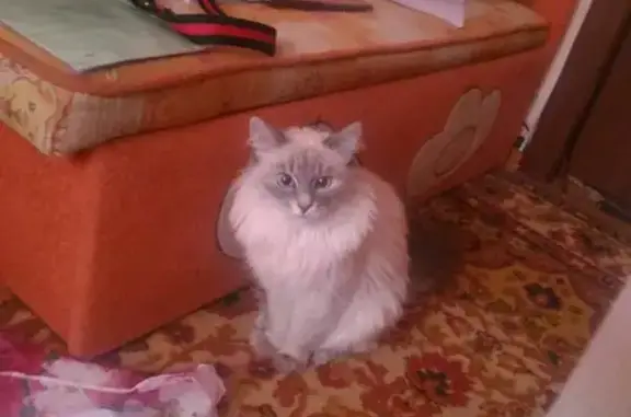Пропала кошка серо-белого окраса, ул. Луначарского 27, Усолье-Сибирское