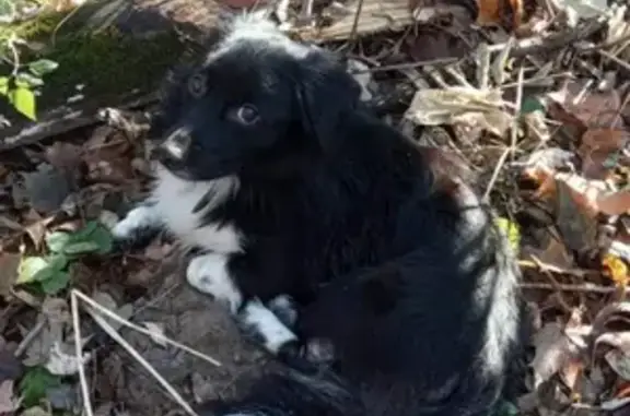Найдена собака в Парке отдыха, контакты в объявлении
