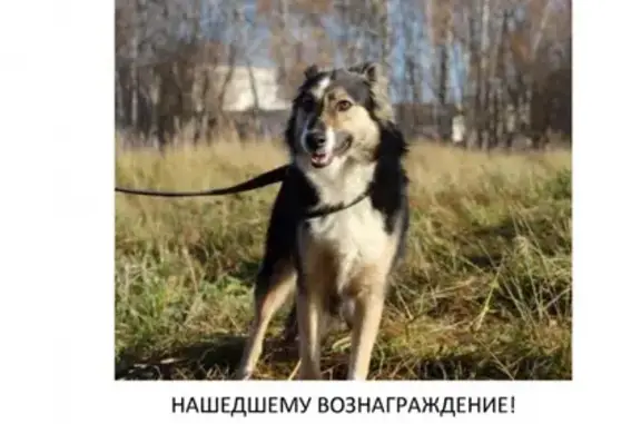 Собаки потеряшки, Москва, фото: Потеряшка собака на Напольном проезде, Москва