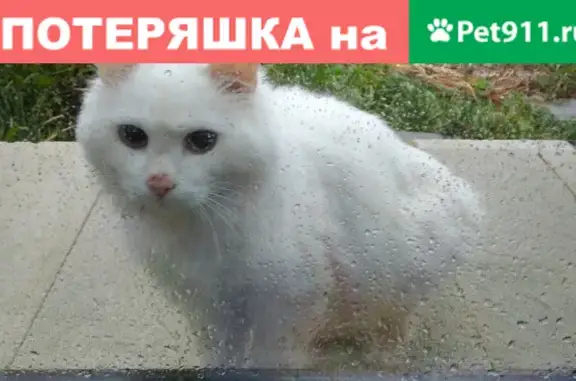 Найдена кошка в пос. Парковый, Нижегородская обл.