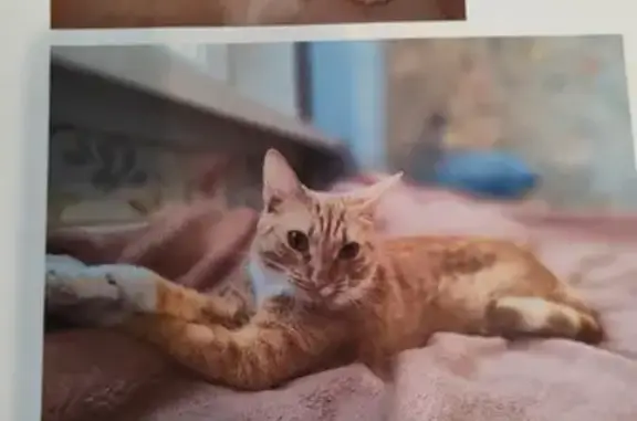 Пропала рыжая кошка на Шоссейной 19 к3 в Москве
