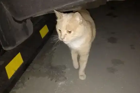 Рыжая кошка найдена в Зеленограде на улице Конструктора Лукина