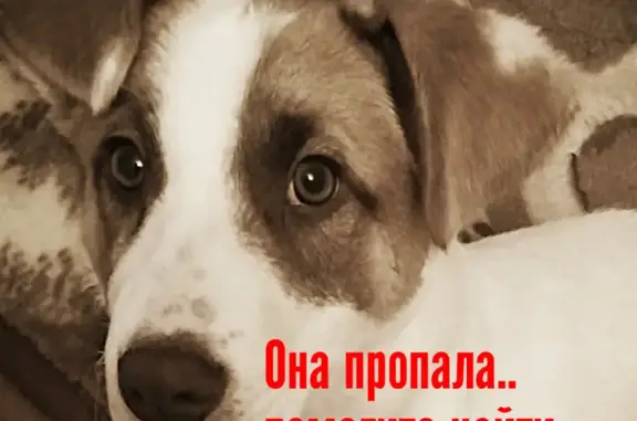 Пропала собака Герда на Комсомольской, Орёл