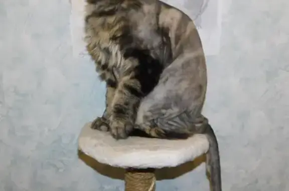 Кошки потеряшки, Ярославль, фото: Потеряшка кошка на Спартаковской, 43, Ярославль