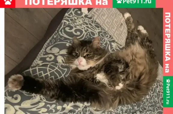 Пропала кошка на Родниковой, Москва