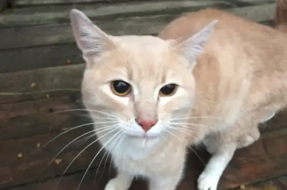 Найдена худая кошка Кот по адресу Холмогоры, 26А