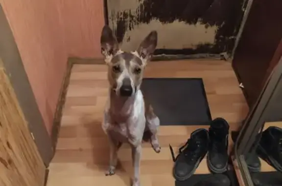 Пропала собака Мигель на улице Маршала Новикова, Москва