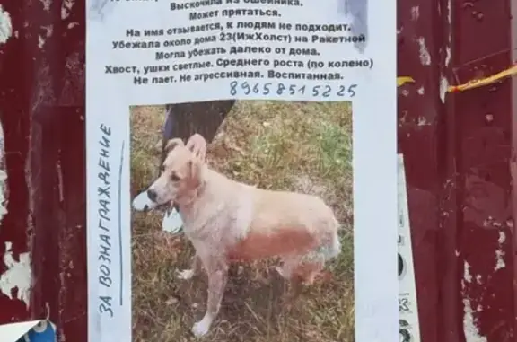 Пропала собака Афина на ул. Ракетная 23, Ижевск