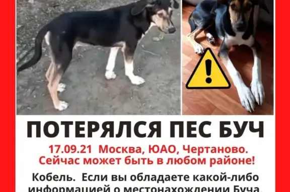 Пропала собака в Чертаново, ищут по всей Москве.