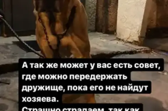 Найдена собака на ул. Карла Либкнехта, Иркутск