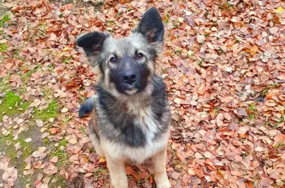 Найдена собака в Раменском, ищет дом