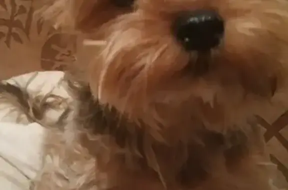 Потерянные животные Липецк, фото: Пропала собака Брюлик на ул. Титова, Липецк